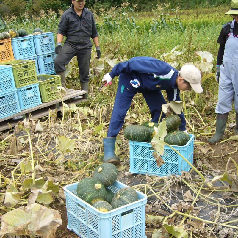 かぼちゃ収穫