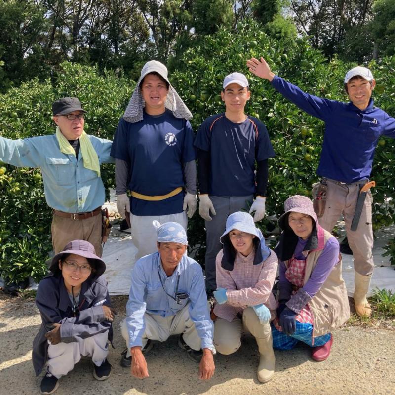 みかんの収穫作業